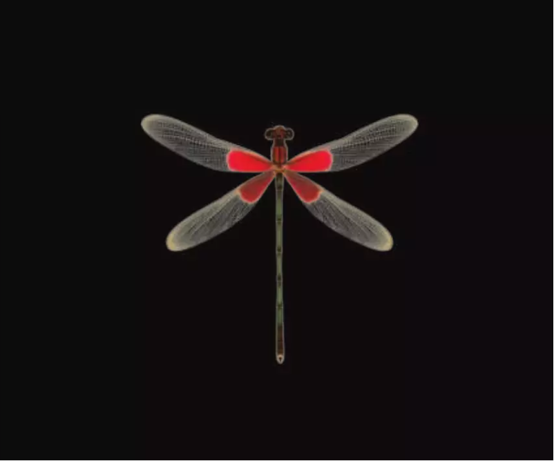 Image de la première page du manuel de l'appareil DragonFly